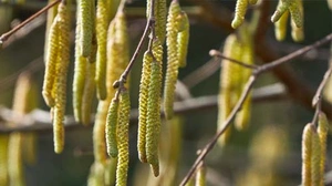 Luftrenare mot pollenallergi